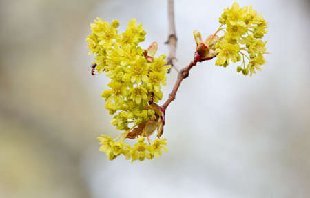 Southern wood ants on maple tree flowersの写真素材