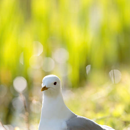 A curious common gull coming to meet photographerの写真素材