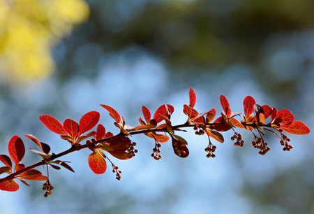 Barberry branch with red leaves and buds in springの写真素材