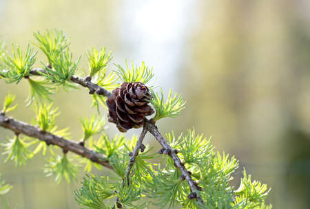 Larch cone and branch with green backgroundの写真素材