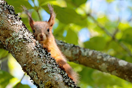 A cute squirrel peeking behind a branchの写真素材