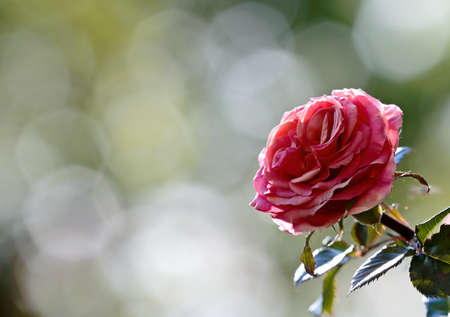 Pink rose blooming in the late evening lightの写真素材