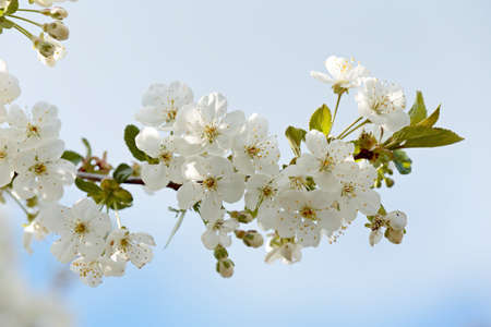 Cherry tree blooming with a lot of white flowersの写真素材