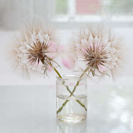 Two pappus balls in glass pot next to windowの写真素材