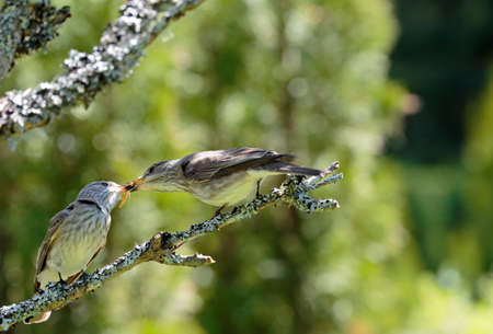 Spotted flycatcher offering a present to anotherの写真素材
