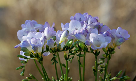 Bundle of purple freesia flowers with budsの写真素材