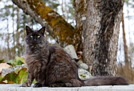Norwegian forest cat male sitting outdoors in gardenの写真素材