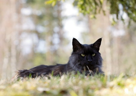 Norwegian forest cat male resting in shadow on a warm springlike dayの写真素材