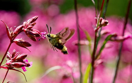 A broad-bordered bee hawk moth searching for nectar in sticky catchfly flowersの写真素材