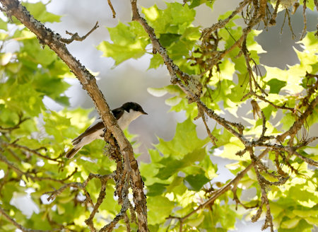European pied flycatcher sitting on a maple branch looking for something to catchの写真素材