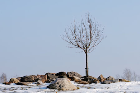 Small bare tree on a small hillの写真素材