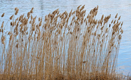 Tall dry reeds stand by the sea on a windy dayの写真素材