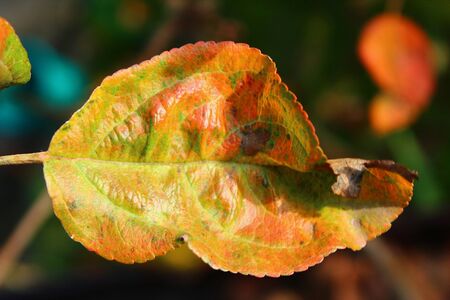 Leaf apple is hanging on a tree in autumn.の写真素材