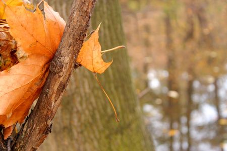 Dry - autumn leaf on a tree branch over a pond in the park.の写真素材