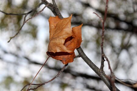 Dry leaf on a tree branch anchored seen in the light of the setting sun autumn season in the Wielkopolski National Park.の写真素材