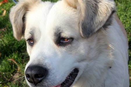 This is a mixed breed dog head in the autumn afternoon sun.