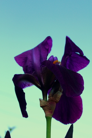 Purple iris flower blooms in the garden on the background of the blue sky in the May season.の写真素材