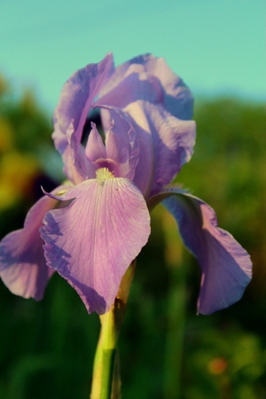Lilac iris flower blooms in the garden on the background of the blue sky in the May season.の写真素材