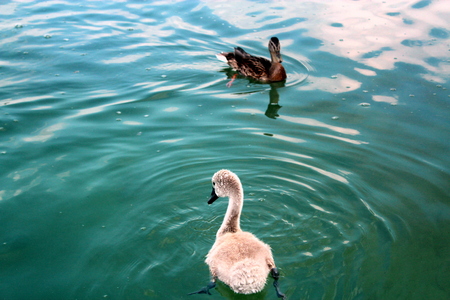 Chick swan and duck swimming in the waters of Lake Powidz in Poland.の写真素材