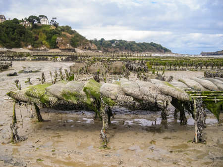 Oyster farming in Britain, Atlantic Ocean, Cancale.の写真素材