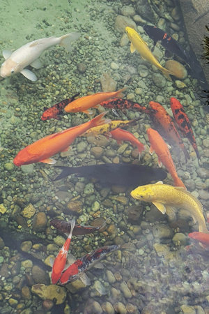 Pond full of colorful Koi carp.の写真素材
