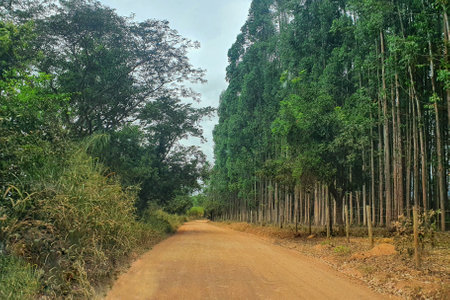 Eucalyptus trees along the dirt roadの写真素材