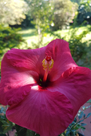 Pink hibiscus flower in a park with many plants around it.の写真素材