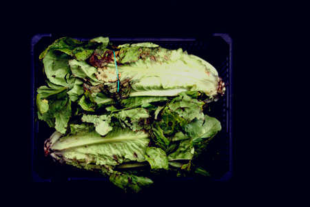 Lettuceの写真素材