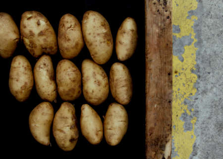 Image on a vegetableの写真素材