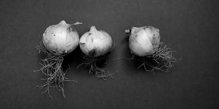 Onionの写真素材