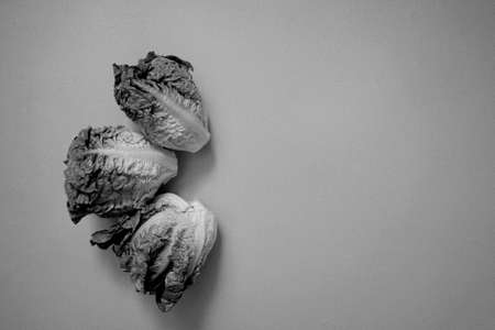 Lettuceの写真素材