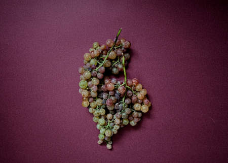 Grapeの写真素材