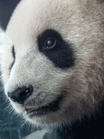 Close-up of a pandaの写真素材