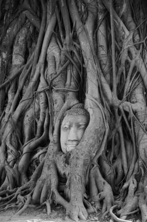 Rootsの写真素材