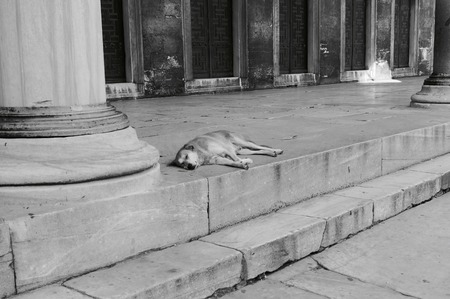 Dog sleepingの写真素材