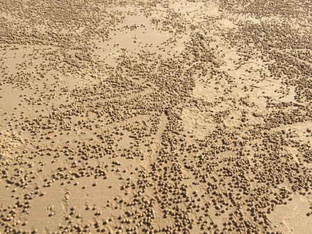 Crabs sand ballsの写真素材