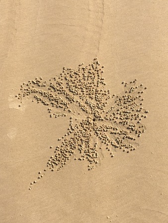 Golden sand crab balls