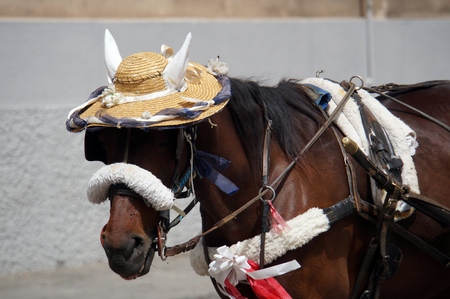 Horse wearing the hatの写真素材