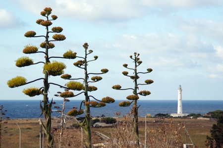 Lighthouse in San Vito Lo Capoのeditorial素材