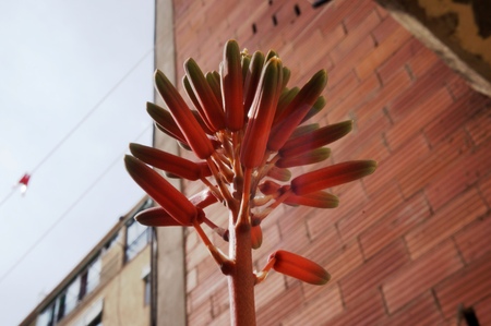 Aloe plant flowerの写真素材