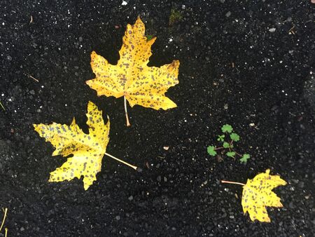 Yellow leaves resting on dark, weathered asphalt