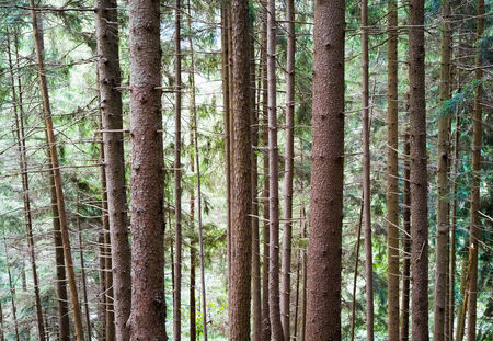 Pine tree alpine forest in Presolana, Seriana Valley, Bergamo, Italy