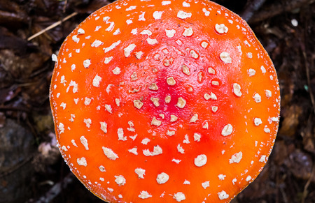 Close up of Amanita Muscaria mushroomの写真素材