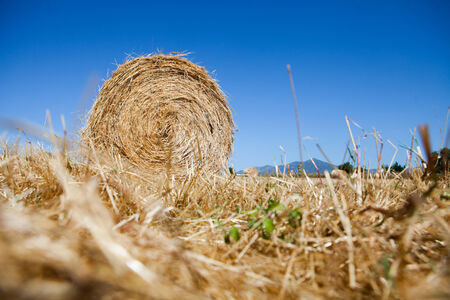 Hay bale in a field in Sardinia, Italy