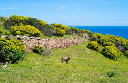 Donkey in Asinara island in Sardinia, Italyの写真素材