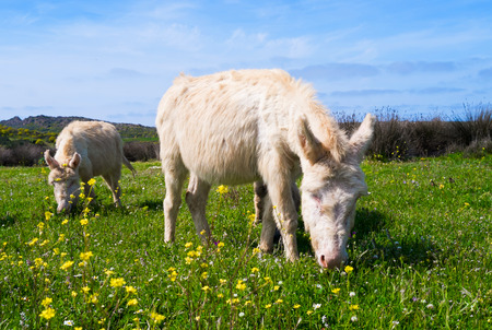 White Sardinian donkeys in Asinara island, Sardinia, Italyの写真素材