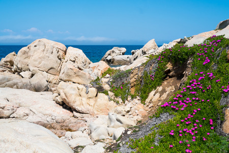 Spring in La Maddalena island, Sardinia, Italyの写真素材
