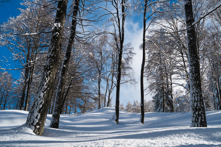 Forest with snow in Piani dei Resinelli, Lecco, Italyの写真素材