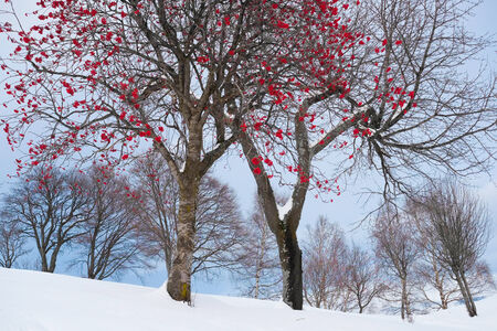 Trees on Alps Montains with snow on the way to Grigna, Lecco, Italyの写真素材