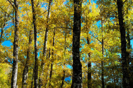 Trees with yellow leaves in Sierra de Grazalema, Andalusia, Spainの写真素材